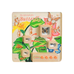 Light-Up Butterfly Life Cycle Stages Panel